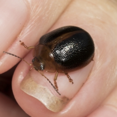 Dicranosterna immaculata (Acacia leaf beetle) at Molonglo Valley, ACT - 22 Mar 2022 by AlisonMilton