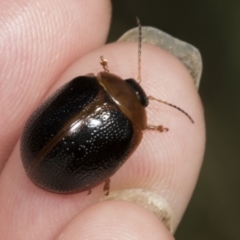 Dicranosterna immaculata at Molonglo Valley, ACT - 23 Mar 2022