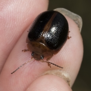 Dicranosterna immaculata at Molonglo Valley, ACT - 23 Mar 2022