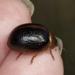 Dicranosterna immaculata at Molonglo Valley, ACT - 23 Mar 2022