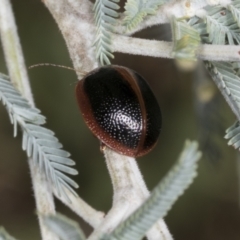 Dicranosterna immaculata at Molonglo Valley, ACT - 23 Mar 2022