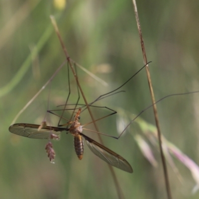 Leptotarsus (Macromastix) costalis (Common Brown Crane Fly) at Mount Clear, ACT - 24 Jan 2022 by JimL