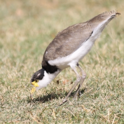 Vanellus miles (Masked Lapwing) at Mount Ainslie to Black Mountain - 12 Feb 2022 by JimL