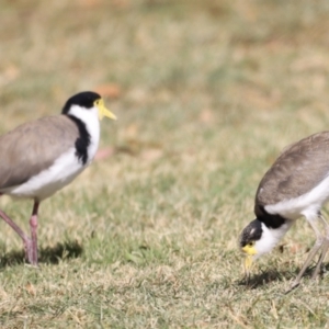 Vanellus miles at Parkes, ACT - 12 Feb 2022 05:03 PM