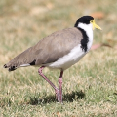 Vanellus miles at Parkes, ACT - 12 Feb 2022 05:03 PM