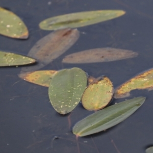 Ottelia ovalifolia at Molonglo Valley, ACT - 23 Mar 2022