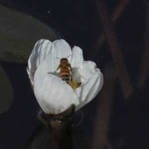 Ottelia ovalifolia at Molonglo Valley, ACT - 23 Mar 2022