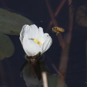 Ottelia ovalifolia at Molonglo Valley, ACT - 23 Mar 2022