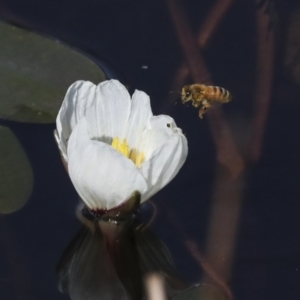 Ottelia ovalifolia at Molonglo Valley, ACT - 23 Mar 2022