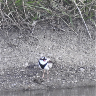 Charadrius melanops (Black-fronted Dotterel) at Lions Youth Haven - Westwood Farm A.C.T. - 1 Apr 2022 by HelenCross