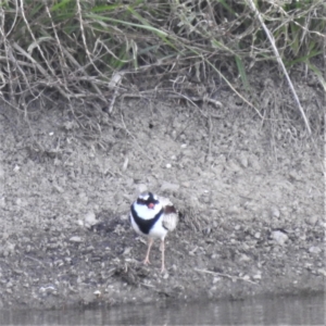 Charadrius melanops at Kambah, ACT - 1 Apr 2022