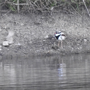 Charadrius melanops at Kambah, ACT - 1 Apr 2022