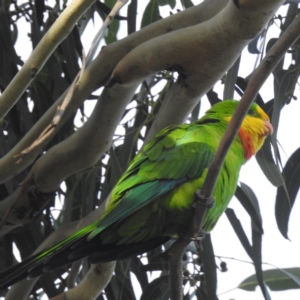 Polytelis swainsonii at Greenway, ACT - 1 Apr 2022