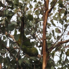 Polytelis swainsonii at Greenway, ACT - 1 Apr 2022