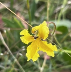 Goodenia paradoxa (Spur Goodenia) at Mount Clear, ACT - 24 Jan 2022 by JimL