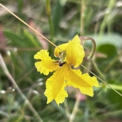 Velleia paradoxa (Spur Velleia) at Mount Clear, ACT - 23 Jan 2022 by JimL