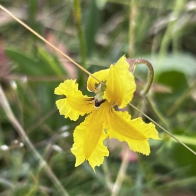 Goodenia paradoxa (Spur Goodenia) at Mount Clear, ACT - 24 Jan 2022 by JimL