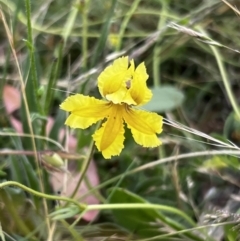 Goodenia paradoxa at Mount Clear, ACT - 24 Jan 2022 09:24 AM