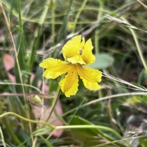 Goodenia paradoxa at Mount Clear, ACT - 24 Jan 2022 09:24 AM