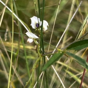 Glycine clandestina at Mount Clear, ACT - 24 Jan 2022