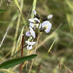 Glycine clandestina at Mount Clear, ACT - 24 Jan 2022