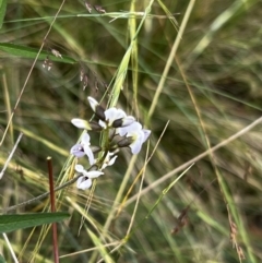 Glycine clandestina at Mount Clear, ACT - 24 Jan 2022