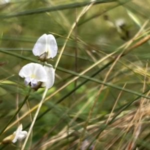 Glycine clandestina at Mount Clear, ACT - 24 Jan 2022