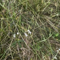 Glycine clandestina at Mount Clear, ACT - 24 Jan 2022