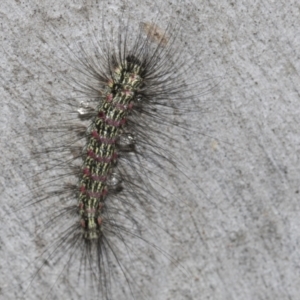 Anestia (genus) at Higgins, ACT - 27 Feb 2022 08:25 AM