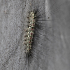 Anestia (genus) at Higgins, ACT - 27 Feb 2022 08:25 AM