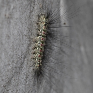 Anestia (genus) at Higgins, ACT - 27 Feb 2022