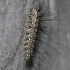 Anestia (genus) at Higgins, ACT - 27 Feb 2022 08:25 AM