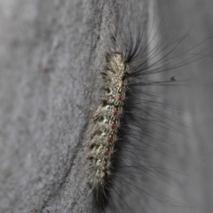 Anestia (genus) at Higgins, ACT - 27 Feb 2022