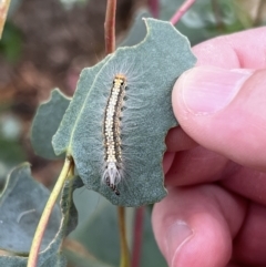 Uraba lugens (Gumleaf Skeletonizer) at Stromlo, ACT - 5 Mar 2022 by JimL