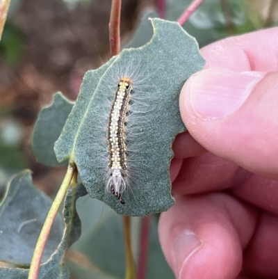 Uraba lugens (Gumleaf Skeletonizer) at Stromlo, ACT - 5 Mar 2022 by JimL