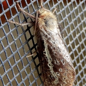 Fraus simulans at Crooked Corner, NSW - 30 Mar 2022