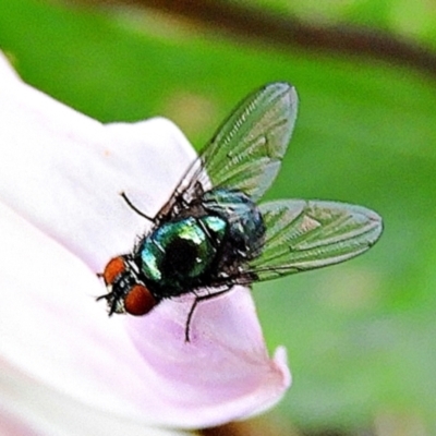 Unidentified True fly (Diptera) at Crooked Corner, NSW - 30 Mar 2022 by Milly