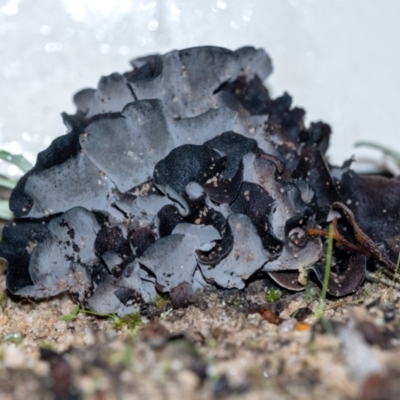 Unidentified Clubs/stalks on wood or on leaf/twig litter at Penrose, NSW - 24 Mar 2022 by Aussiegall