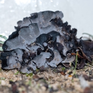 Unidentified Fungus (TBC) at suppressed by Aussiegall