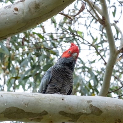 Callocephalon fimbriatum (Gang-gang Cockatoo) at Penrose, NSW - 17 Mar 2022 by Aussiegall