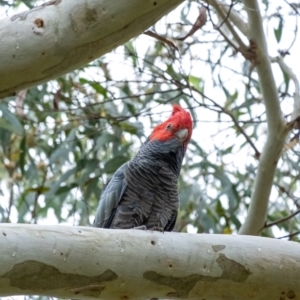 Callocephalon fimbriatum (Gang-gang Cockatoo) at Penrose, NSW by Aussiegall