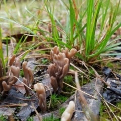 Clavulina sp. (A coral fungus) at Penrose, NSW - 30 Mar 2022 by Aussiegall