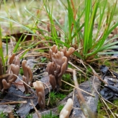 Clavulina sp. at Penrose - 30 Mar 2022 by Aussiegall