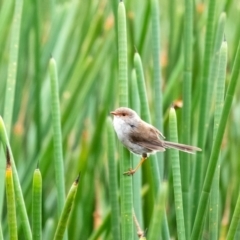 Malurus cyaneus (Superb Fairywren) at Tallong, NSW - 26 Mar 2022 by Aussiegall