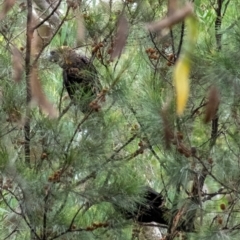 Calyptorhynchus lathami lathami (Glossy Black-Cockatoo) at Tallong, NSW - 26 Mar 2022 by Aussiegall