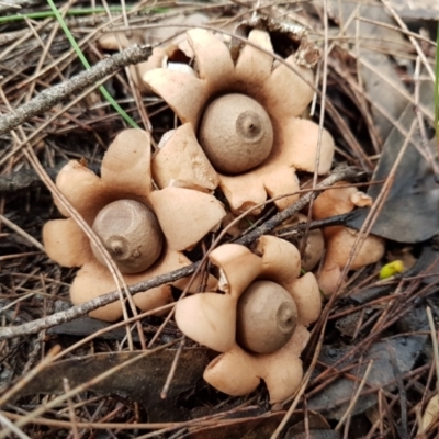 Geastrum sp. (genus) (An earthstar) at Carrick, NSW - 26 Mar 2022 by Aussiegall