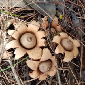 Geastrum sp. at Carrick, NSW - 26 Mar 2022