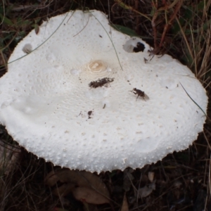 Macrolepiota dolichaula at Cook, ACT - 31 Mar 2022