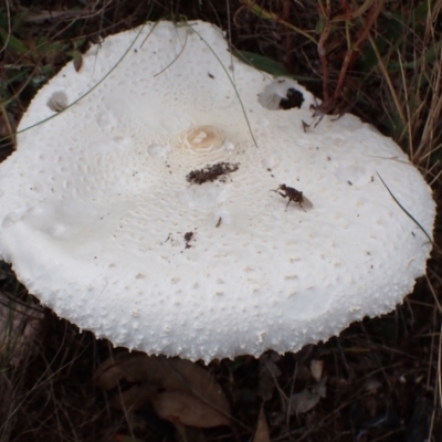 Macrolepiota dolichaula (Macrolepiota dolichaula) at Cook, ACT - 30 Mar 2022 by drakes