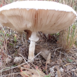 Macrolepiota dolichaula at Cook, ACT - 31 Mar 2022 08:51 AM